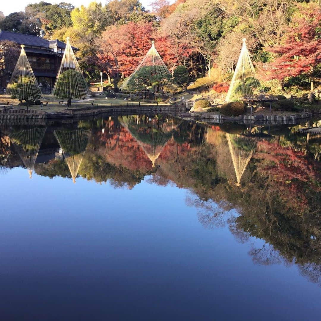 細川茂樹のインスタグラム：「湧水が 現世を映す 美しさ 明日の君に 真の蒼さよ★ #細川茂樹#shigekihosokawa#hibiki#fromjpn#fromtokyo#instagramjpn#instagramtokyo#tanka#hosokawagarden#journeysinjapan#肥後細川庭園#新江戸川公園#東京都#文京区#池泉回遊式庭園#大泉水#湧水#松の雪吊り#りんご吊り#わらぼっち#現世#蒼さ#明日の君に#短歌#インスタ短歌#写真短歌」