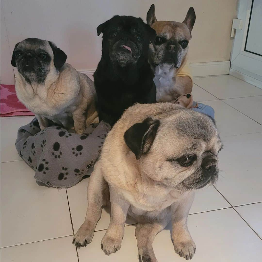 Nikitaさんのインスタグラム写真 - (NikitaInstagram)「Pug_nikita」2月1日 2時10分 - pug_nikita