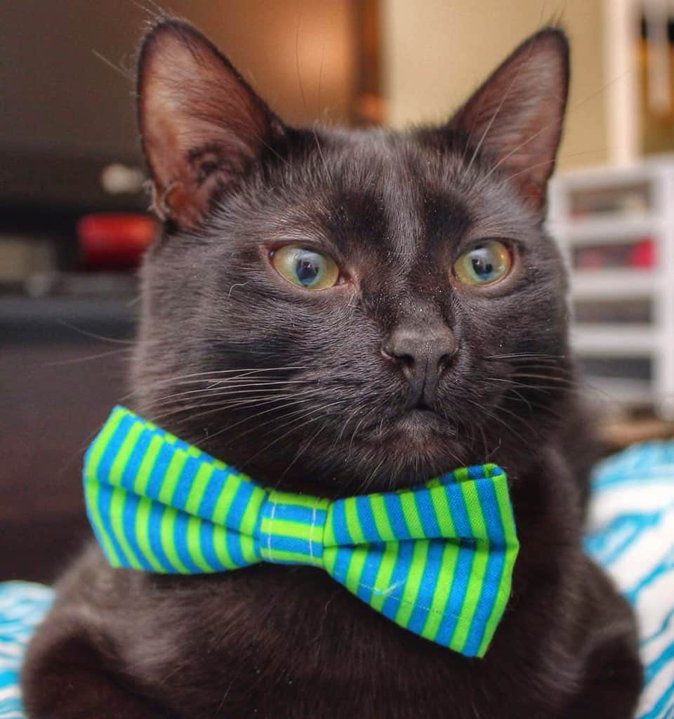 The Cats Of Instagramのインスタグラム：「Happy #BowTieTuesday to the #COICommunity ❤️ we have some exciting news to tell you soon 😉」