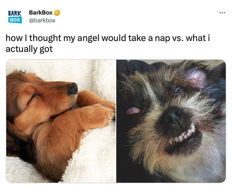 BarkBoxのインスタグラム：「Dogs really put on a whole SHOW while they snooze - running a marathon, yipping, twitching, fighting off a crew of demons, car engine snorting, and licking their chops like they just had a 10 course meal 😴   describe how ur dog sleeps below 👇   📷: @ms.pepper.the.pupper」