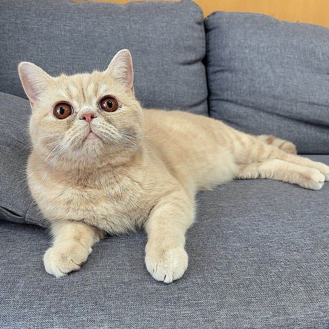 ひよりんごのインスタグラム：「ぴえん🥺顔のてんちゃん🐈 1月30日に1歳になりました✨  大きくなってくれてありがとう🥺 いつも癒してくれてありがとう💐 宝物だよ✨  ちょっとおでぶちんかもしれないけど、大好きな体積が多ければ多いほど私は嬉しいよ← （獣医さんには少しぽっちゃりと言われました😂）  これからも健康に気をつけて一緒に沢山楽しいことして過ごそうね✨  皆さんいつも可愛がってくれてありがとう✨」