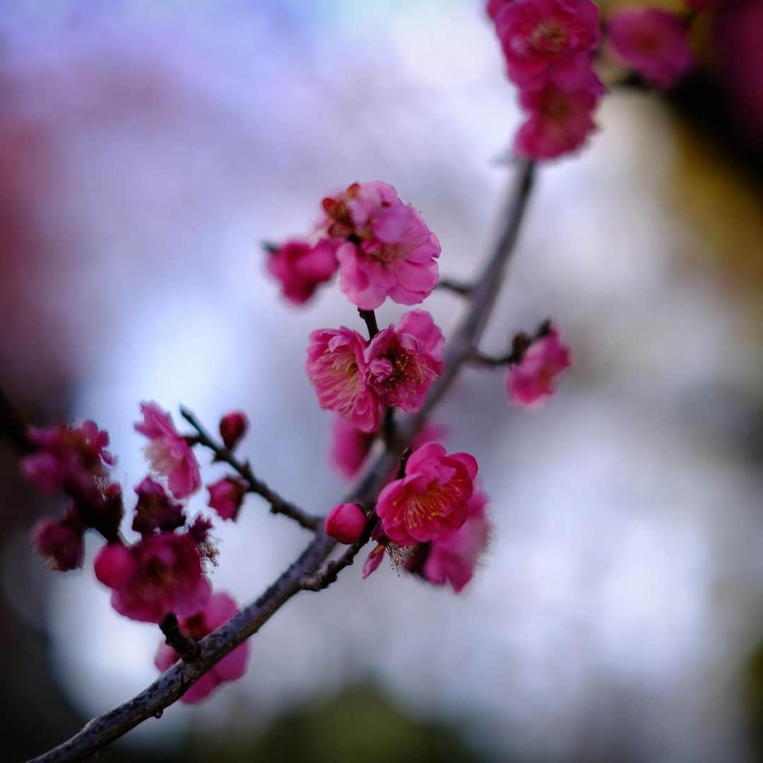 三浦祐太朗さんのインスタグラム写真 - (三浦祐太朗Instagram)「うめのはなをさつえいしましたです。あんちょくにはいけいをボカすなどしたです。 #fujifilm #xs10 #spring #plumblossom」2月1日 23時17分 - yutaro_3ura