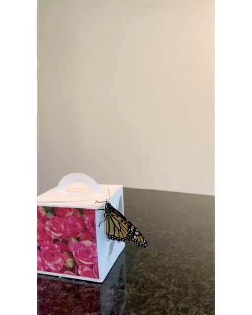 伊東美咲のインスタグラム：「お友達の誕生日で学校から頂いた、蝶の蛹。 子供からは本物だと聞いていましたが、あまりにも綺麗だったのでオブジェだと思って飾っていたのですが、数日後に絶滅危惧種と言われる、 美しいモナーク蝶に孵りました。 まさしくエリックカールの絵本で見る様な、腹ペコ青虫の世界ですね。 勿論直ぐにテラスにあるバタフライツリーに移してきました。  日本では「オオカバマダラ」と呼ばれるアゲハ蝶の一種「モナーク・バタフライ」は、2022年7月、国際自然保護連合によって絶滅危惧種に指定されました。食糧不足、自然界における天敵や病気等を理由に、イモムシから蝶として成長できるのは僅か5%にも満たないと言われています　(引用　ライトハウスハワイ)  #モナーク蝶 #ハワイ #ハワイの蝶 #絶滅危惧種」
