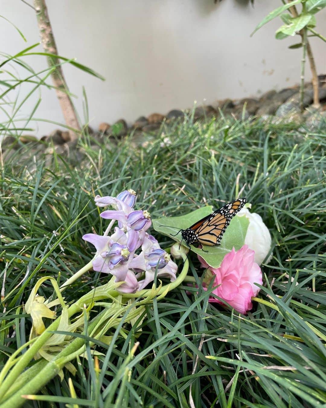 伊東美咲さんのインスタグラム写真 - (伊東美咲Instagram)「お友達の誕生日で学校から頂いた、蝶の蛹。 子供からは本物だと聞いていましたが、あまりにも綺麗だったのでオブジェだと思って飾っていたのですが、数日後に絶滅危惧種と言われる、 美しいモナーク蝶に孵りました。 まさしくエリックカールの絵本で見る様な、腹ペコ青虫の世界ですね。 勿論直ぐにテラスにあるバタフライツリーに移してきました。  日本では「オオカバマダラ」と呼ばれるアゲハ蝶の一種「モナーク・バタフライ」は、2022年7月、国際自然保護連合によって絶滅危惧種に指定されました。食糧不足、自然界における天敵や病気等を理由に、イモムシから蝶として成長できるのは僅か5%にも満たないと言われています　(引用　ライトハウスハワイ)  #モナーク蝶 #ハワイ #ハワイの蝶 #絶滅危惧種」2月2日 0時00分 - misaki_ito_official