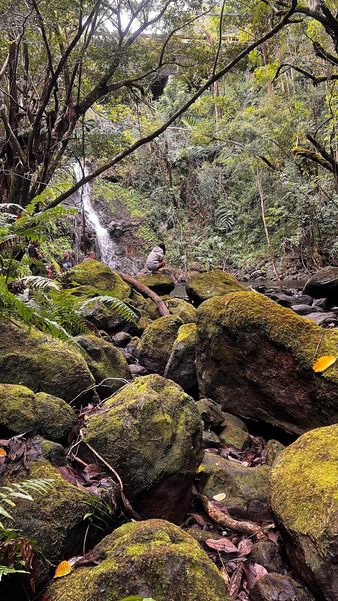 立花亜野芽のインスタグラム：「Jungle hiking 👣She showed us places like Yakushima in Japan🙏🌱ネイティブアメリカンのエリザベスさんに、ハワイ島の屋久島に案内してもらったよ🧚🏻‍♀️とろっとろの雪溶け水がめちゃくちゃ氣持ちいいぃ💧  #hawaiibigisland #yakushima  #junglehike #秘境」