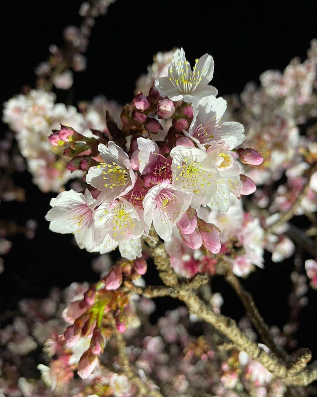 熱海市のインスタグラム：「第13回あたみ桜糸川桜まつり開催中🌸16:30からライトアップもされています。5日までとなりますので、ぜひ行ってみてください😊 #糸川桜まつり#あたみ桜#桜#ライトアップ#糸川遊歩道#熱海市#意外と熱海」