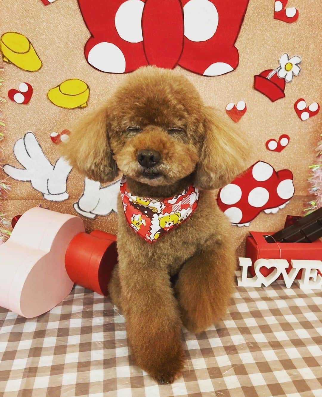 のインスタグラム：「* 目を閉じちゃっててもカワイイ  #藤澤ノリマサ  #fujisawanorimasa  #norimasafujisawa  #popopera #ポップオペラ #photo #小太郎 #pets  #toypoodle  #love #poodle  #といぷーどる  #眠いのかな *」