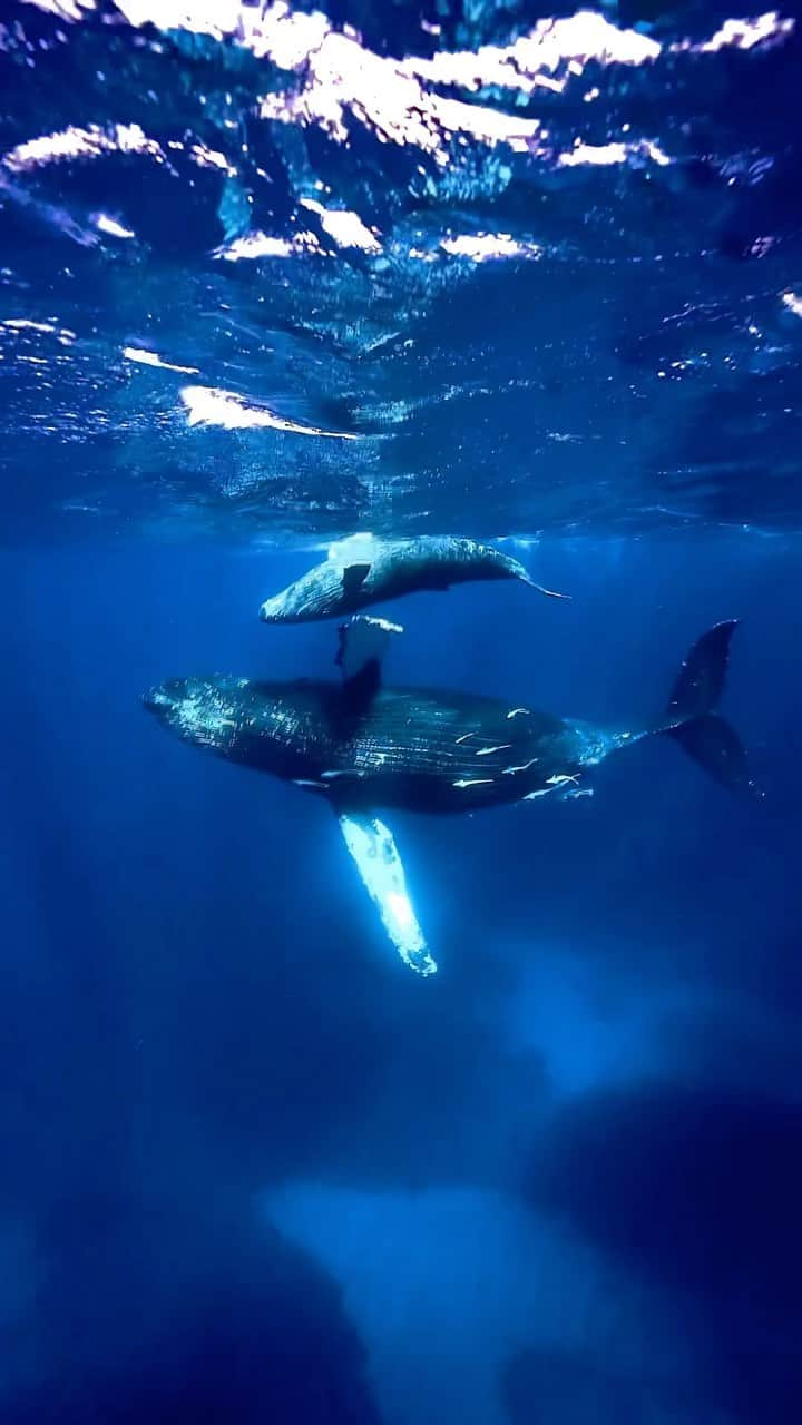 H I R O M I M O R I Y Aのインスタグラム：「Beautiful earth🌎🐋  今日のクジラ📸🐋優雅にお腹見せて泳いでるねー🐋  これだから海の仕事はやめられない🤙  #whale #whalelover #earth #paditv #planetocean #planetearth #uw #uwphotography #sea #ocean #earthpix #earthofficial #okinawa #クジラ　#ホエールスイム　#underwater #mpwhaleswim #ngswhaleswim」