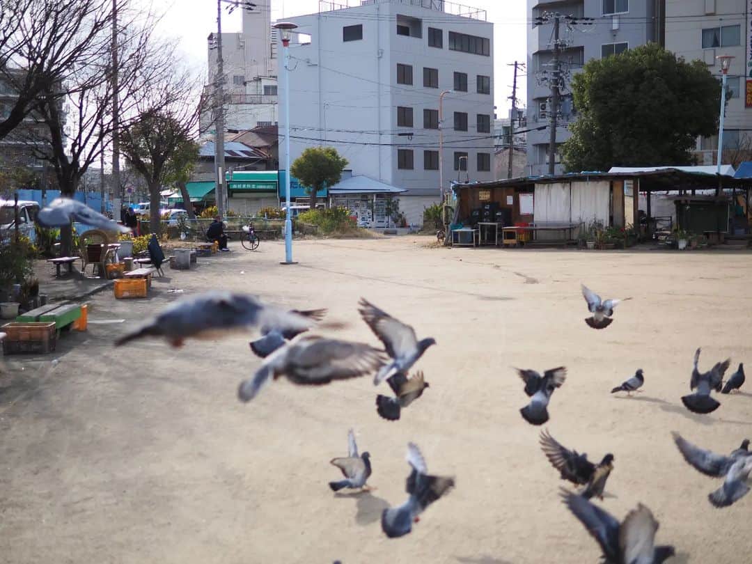 林田洋平のインスタグラム：「鳩はギリギリまで近付いたら急に飛ぶ点がとても鳩である」