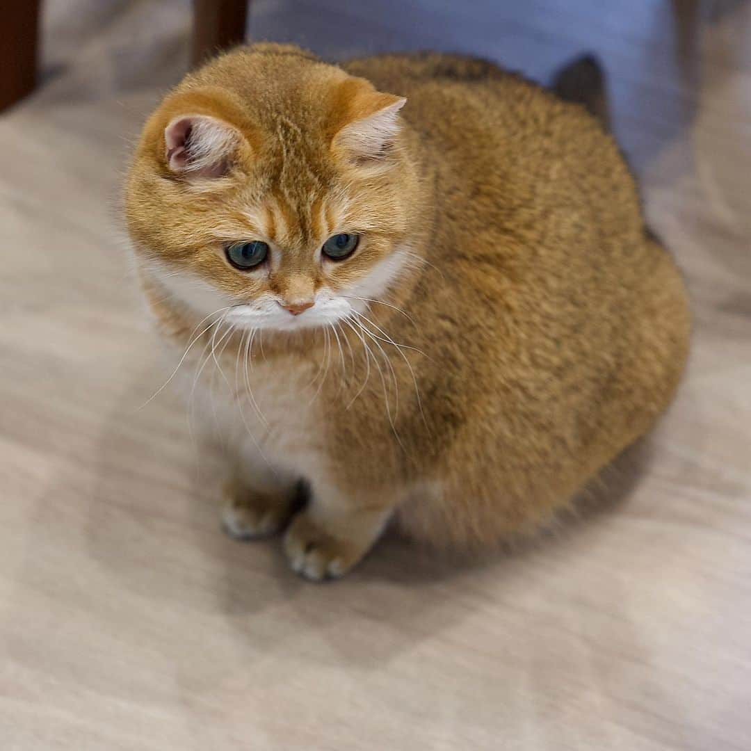 Hosicoさんのインスタグラム写真 - (HosicoInstagram)「Golden ball 🧡」2月1日 19時20分 - hosico_cat