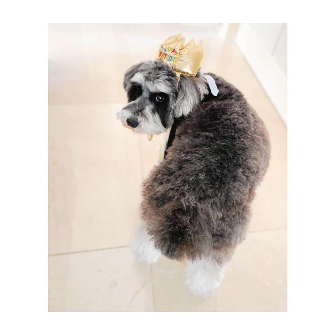 西山真以さんのインスタグラム写真 - (西山真以Instagram)「✴︎ ふうちゃん2歳になりました 🤍🎉🐶🎂  今年もあれこれつけられて こちらを見ながら固まっておりました 笑  日に日に愛おしい🥰  #miniatureschnauzer  #ミニチュアシュナウザー  #2歳」2月1日 20時25分 - mai0830