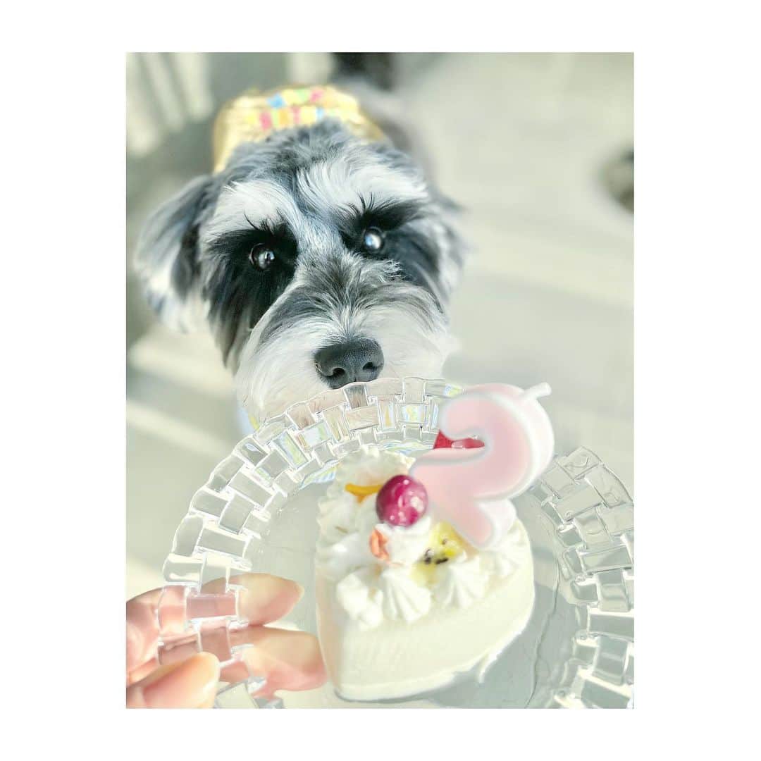 西山真以さんのインスタグラム写真 - (西山真以Instagram)「✴︎ ふうちゃん2歳になりました 🤍🎉🐶🎂  今年もあれこれつけられて こちらを見ながら固まっておりました 笑  日に日に愛おしい🥰  #miniatureschnauzer  #ミニチュアシュナウザー  #2歳」2月1日 20時25分 - mai0830