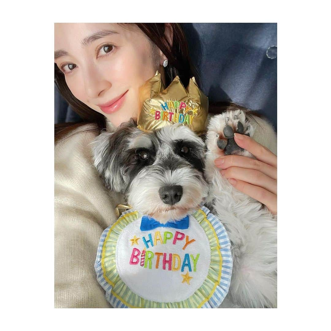 西山真以のインスタグラム：「✴︎ ふうちゃん2歳になりました 🤍🎉🐶🎂  今年もあれこれつけられて こちらを見ながら固まっておりました 笑  日に日に愛おしい🥰  #miniatureschnauzer  #ミニチュアシュナウザー  #2歳」