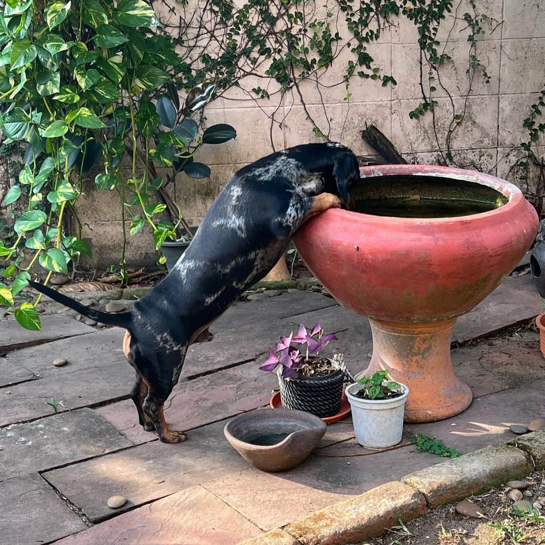 Hoykong&Plamuekのインスタグラム：「Thirsty boy 😅   #dachshundofinstagram #doxiesofinstagram  #kg_doxie #คั่วกลิ้งไส้กรอก #ปลาหมึกคั่วกลิ้ง #dachshund #kuaglingdoxie」