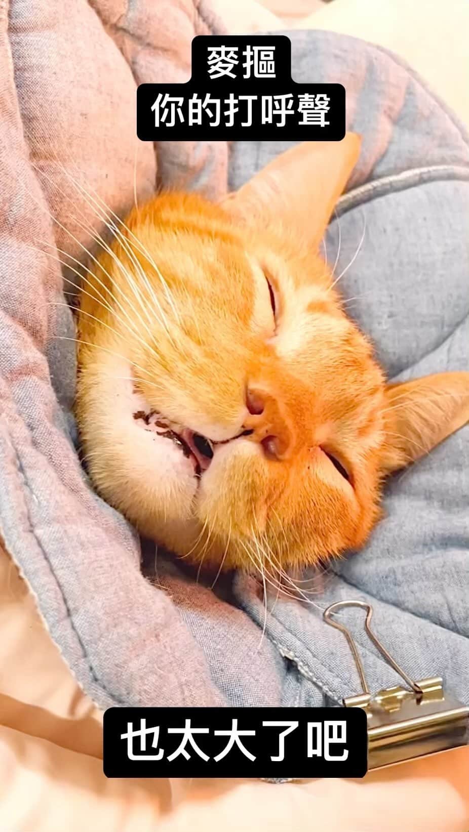 Katetsaiのインスタグラム：「#cat #neko #ネコ #ねこ #猫  #Michaelfansclub #麥摳Michael #catsofinstagram #katetsaivideo」