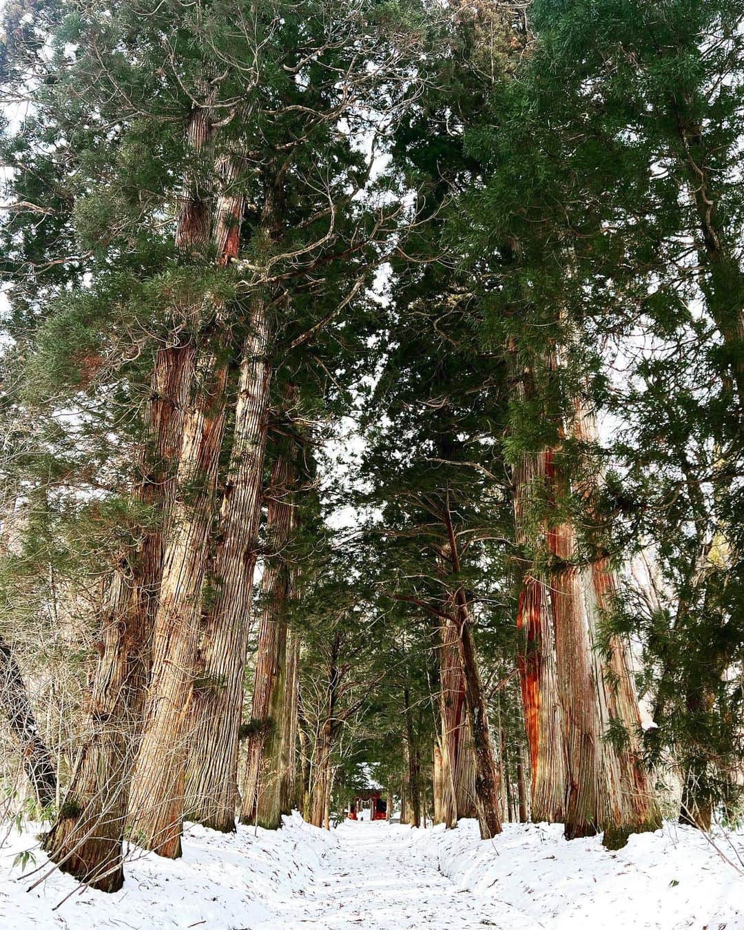 水沢エレナのインスタグラム：「#戸隠神社  #雪景色  #戸隠そば」