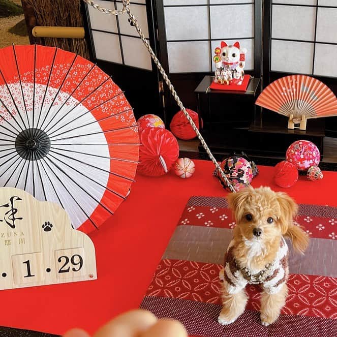 末次愛梨のインスタグラム：「チョロと初めての旅行🚗🌟  ペット可の旅館で、 お犬様対応が素晴らしい上に 人間も楽しめる素敵な宿だったな🥰  チョロにとって初めての雪とか ドックフード以外のご飯やケーキを食べて 幸せそうな姿が可愛かった🥺💖  チョロが楽しそうにしてる姿を見れて ママはとっても嬉しかったな🎶 親バカです♡笑  #鬼怒川温泉#鬼怒川#温泉#温泉旅行#犬と泊まれる宿#鬼怒川絆#犬のいる暮らし#チワプー#ミックス犬#チワプー男の子#犬バカ部#ペトコト取材班#犬と泊まれる温泉#犬連れ旅行#犬連れok#犬連れ旅#温泉旅館#ペットと泊まれる宿#犬のいる生活#チワプー部#関東おでかけわんこ#petcy#ペットシーお出かけ隊」