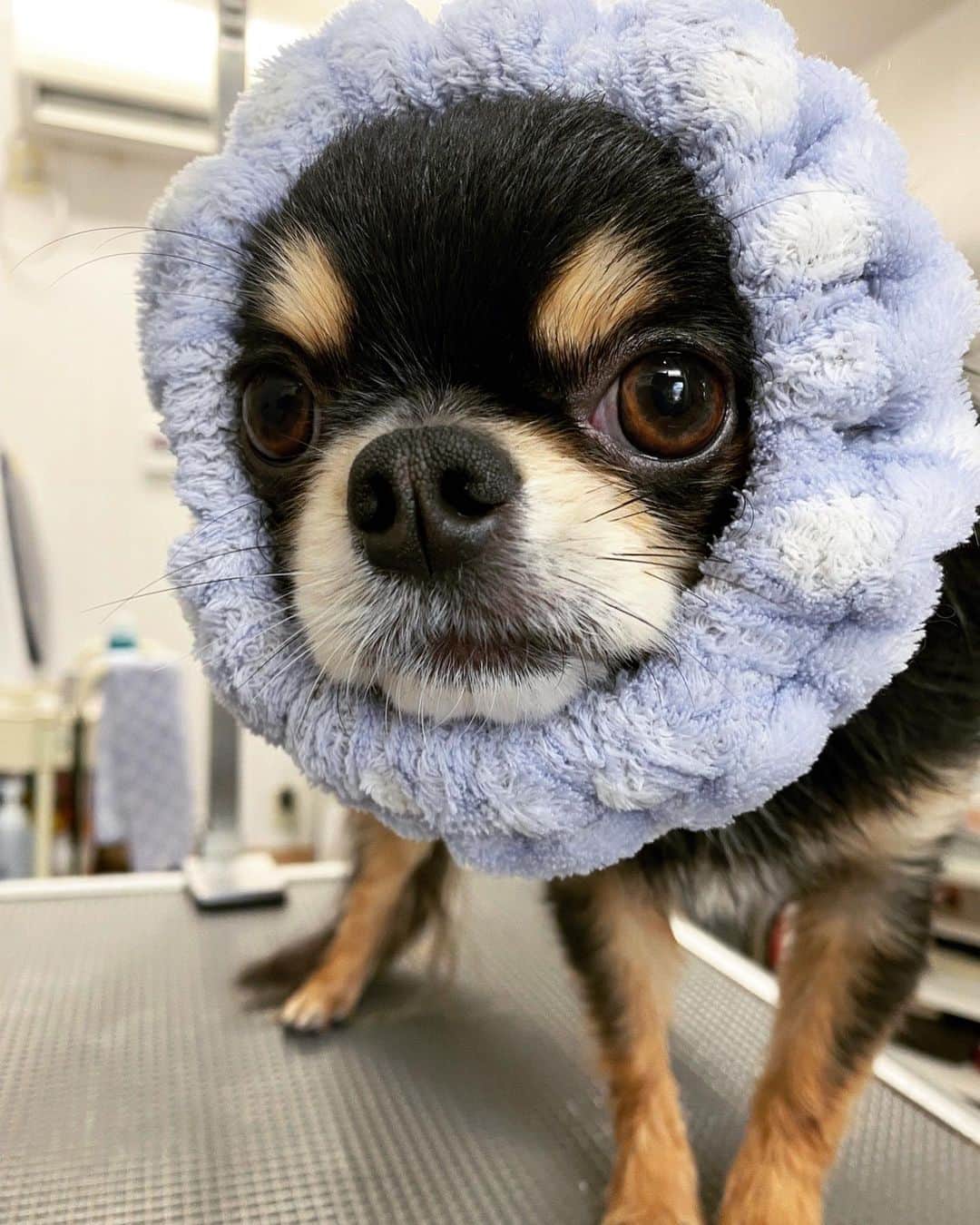 BONGOのインスタグラム：「この前のトリミング🖤  いつもお姉さんたちに可愛い可愛いされて しあわせなBONGOさん🤍」