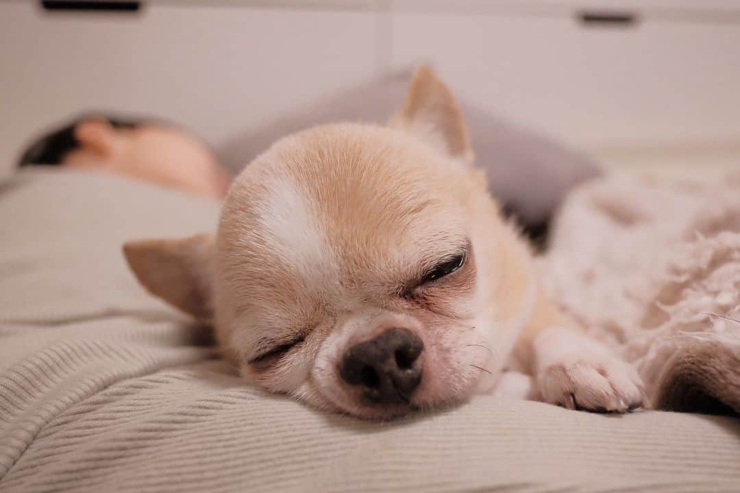 maika_kikitoyjijiのインスタグラム：「. Toy . そうちゃんとお昼寝中☺️❤️ . . #犬と子供 #子供と犬 #chihuahua #dog #チワワ #犬 #치와와 #weeklyfluff #ふわもこ部 #IGersJP #dogstagram #chihuahuaoftheday #fujifilm #fujifilm_xseries #今日もX日和 #ミラーレス #tokyocameraclub #東京カメラ部 #犬バカ部 #whim_fluffy #dog_features #dogsofinstagram #いぬすたぐらむ #犬と赤ちゃん #赤ちゃんと犬 #子育て #双子 #ママスタグラム」