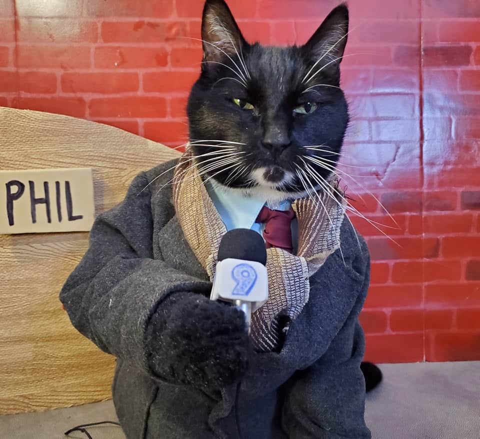 猫コスプレのインスタグラム