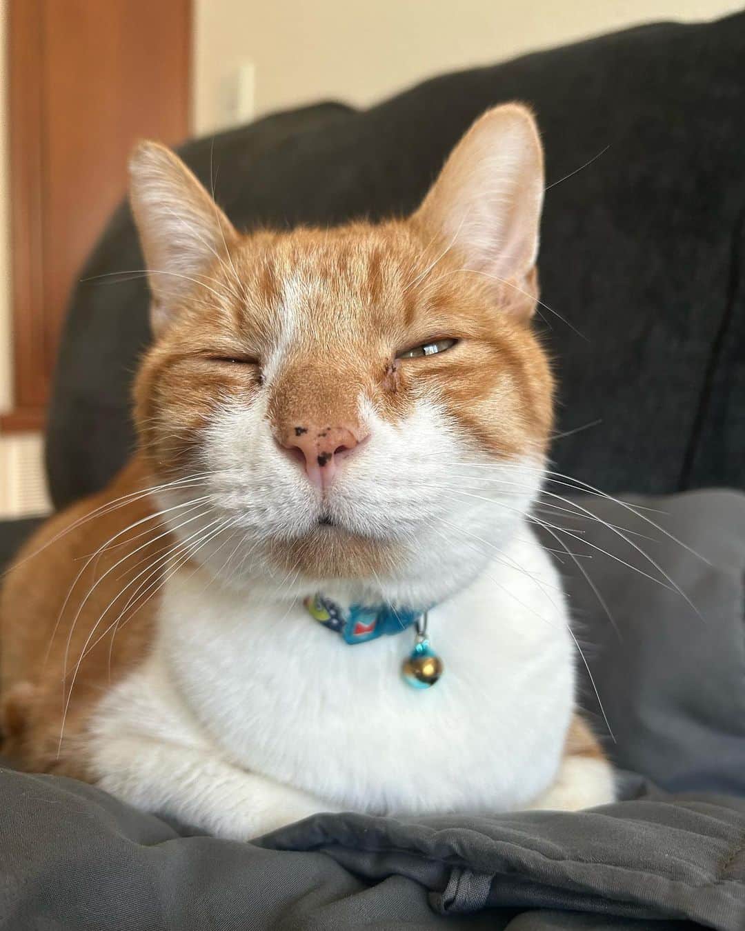 クリス・コルファーのインスタグラム：「Wink wonk 🤍  #cat #catsofinstagram #catlovers #petlovers #orangecat #orangecatsofinstagram #petinstagram #loaf」