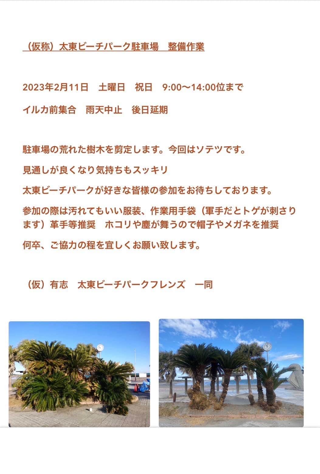 せんだるかのインスタグラム：「千葉県いすみ市 【拡散希望】  お世話になっている海🏝 太東駐車場🌴植え込みのソテツの剪定作業‼️  ご協力頂ける方はぜひ✨  ソテツはトゲがあるので手袋は必須 汚れても構わない服装でお願いします‼️  剪定バサミなどをお持ちの方はご持参願います‼️  ２月１１日(土)   ９:００～１４:００  ９時から参加出来る方は 太東駐車場内のイルカ🐬前集合 です‼️  途中から参加出来る方も大歓迎です‼️  #いすみ市 #太東ビーチ #せんだ雄太」