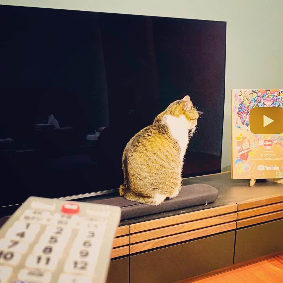 なつめさんちさんのインスタグラム写真 - (なつめさんちInstagram)「ちょうどリモコンが使えなくなるポイントを把握してる猫」2月2日 20時21分 - natsume.sanchi