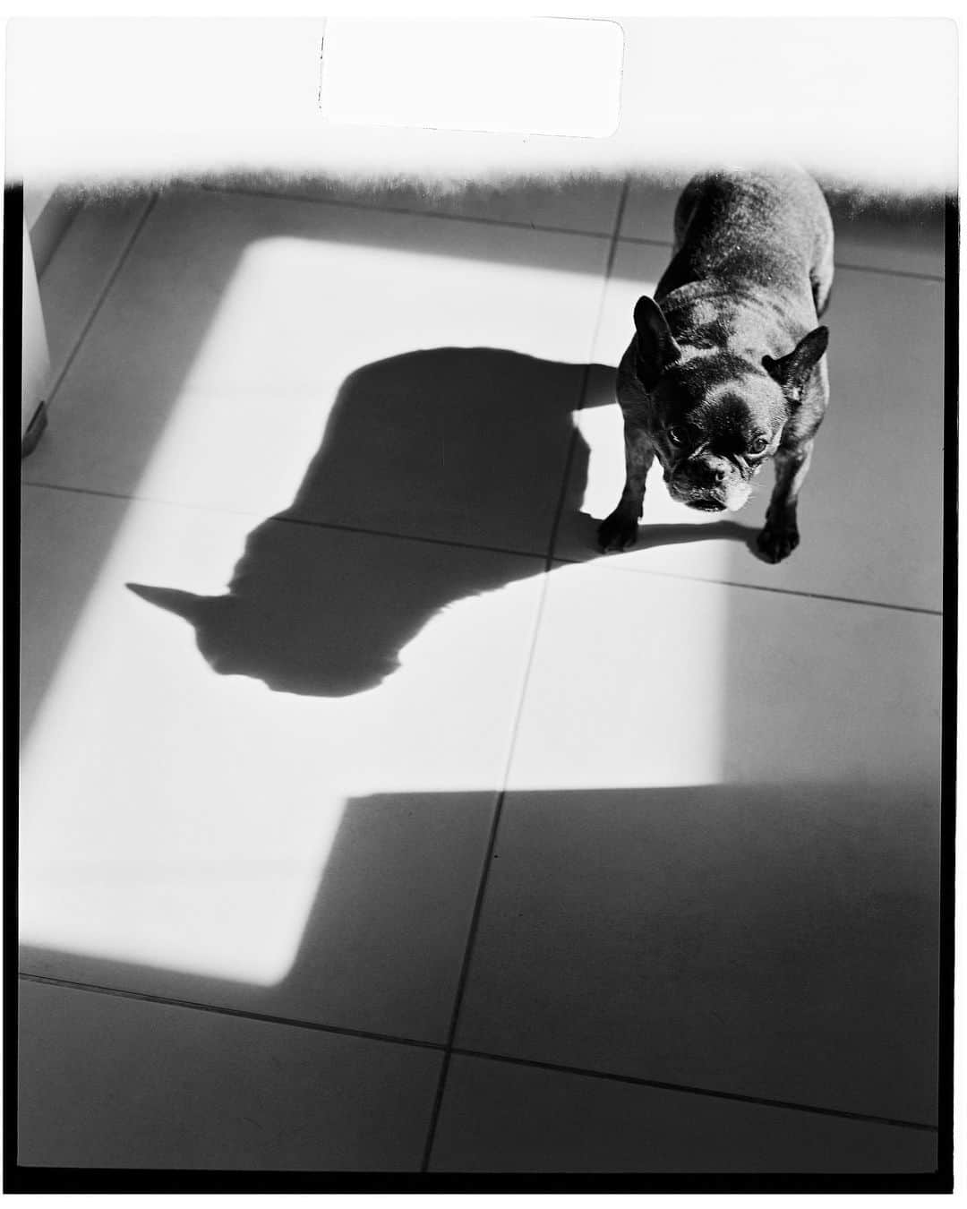 dearbetaさんのインスタグラム写真 - (dearbetaInstagram)「We said goodbye to my best friend Beta on Tuesday, unexpectedly. Saying goodbye to her was probably the hardest thing I’ve ever done, but I also feel so lucky to have had her in my life for so long. What a gift she was to me and everyone who met her. I’m going to miss her so much. I just hope wherever she is now, there’s cheese, chicken and a great big field she can run in forever. She loved running in fields.  Love you, Beta ❤️ Forever x」2月2日 20時21分 - dearbeta
