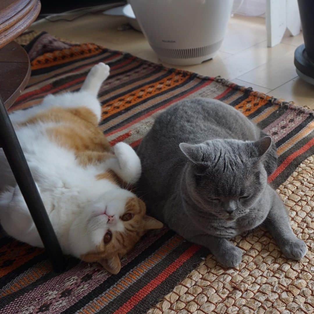 Nico & Tabu with MAYUMI KATOさんのインスタグラム写真 - (Nico & Tabu with MAYUMI KATOInstagram)「きゅるるんうっこなら添い寝許してくれるのにこたん？　 イカ耳だけども😅 でも最後は背中向けられちゃいましたがうっこは気にしてないみたい…😂  #ダメもと   #britishshorthair #bsh #igcats  #cat #catstagram #catsofworld #bluecats#catsofinstagram #cats_of_instagram  #world_kawaii_cat #instagramcat #cute #catlover #ブリティッシュショートヘア #ブリショー #ねこ部 #ペコねこ部 #にゃんすたぐらむ #猫とインテリア #ブリ商会 #多頭飼い #ペトコト取材班 #ねこライフ #ねこスタグラム #猫のいる生活  #もふもふ #まんまる猫 #茶白猫」2月2日 21時01分 - mayuekkip