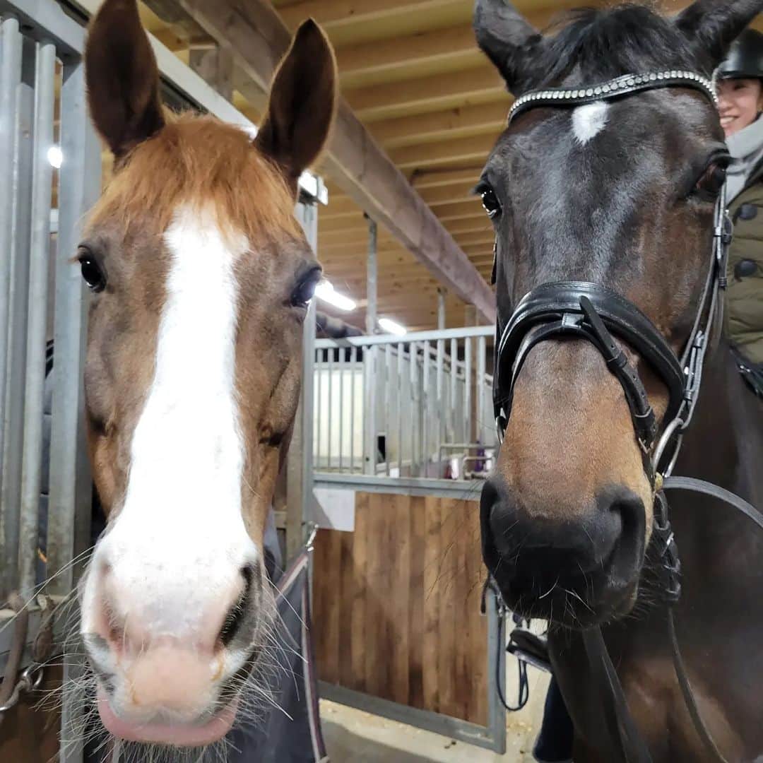 林伸伍のインスタグラム：「仲良し🐴🐴  #インピー  #ブリタニア」