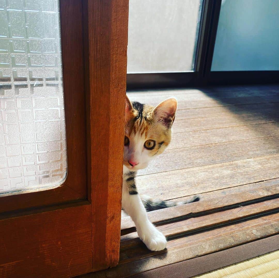 板谷由夏 のインスタグラム：「先日、佐賀にお邪魔しました。 お会いしたかった作家さんたちと おしゃべりして、作品を見せて頂いて、ますます器が好きだ、と思いました。 本当に穏やかで、優しい旅で。 また必ず伺いたいです。」