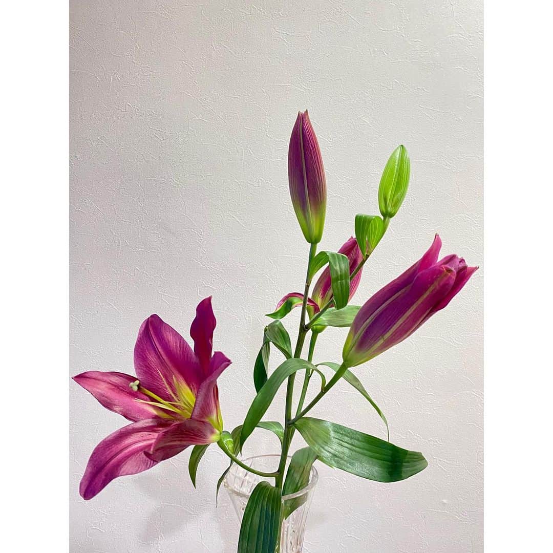 大島璃音さんのインスタグラム写真 - (大島璃音Instagram)「. 美しい色の百合❤︎ そして百合の良い香りがします。  この写真は一つしか開花していませんが、 今は残り4つのうち３つが開花している状況です。 開花していく様子を見守ることが出来るのも 幸せなひととき、、💭🪷」2月2日 23時03分 - rinon_ohshima