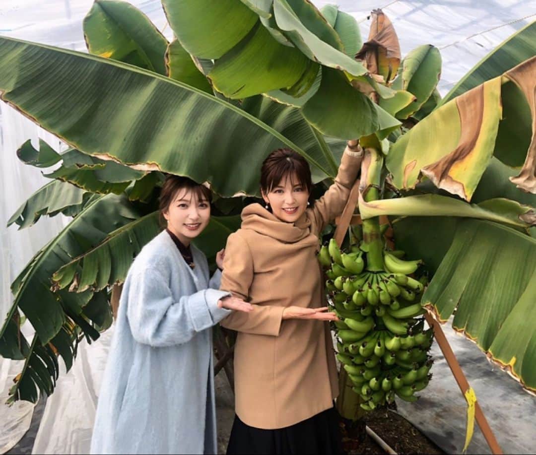 中野美奈子のインスタグラム：「岡山◦香川にお住まいの皆さま。金曜日の19時からはOHKの『金バク』をぜひ♪  今川菜緒アナウンサーと丸亀市でお宝探し。大好きなお店やずっと行きたかった場所にも行けました😊  あらためて丸亀まだまだ魅力的な場所たくさんあるんやーと。 今川アナとは一年ぶりの再会♡ 可愛くて楽しくてまたまた癒されました。  ロケの日に声が枯れてしまって、お聞き苦しいと思いますが😭  お時間がある方はぜひ！  @dream_banana_cafe  #金バク #OHK #丸亀市 #香川県 #うどん県それだけじゃない香川県  #バナナもあるよ  #中野美奈子」