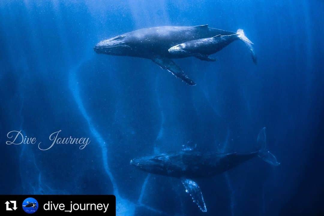 渡邊水希さんのインスタグラム写真 - (渡邊水希Instagram)「#Repost @dive_journey with @use.repost ・・・  エスコート付き親子🐋🐋🐋✨  今日もクジラはたくさんいました🐋✨ 見える深度の爆音シンガーの歌声を聴いて、浅い水深でエスコート付きの親子に何度か会えました🙌  寒い中皆さんよく頑張りましたー😂👏  #ジャーニーホエールスイム2023 チャレンジ27回🐋✨  🐳---------------------------------------------------🐳  "Thank u Special today🐋🧜‍♀️🧜🏾‍♂️✨"  🐋さんのお目目ちゃんが可愛すぎました😍✨ 目があったかも🙃🐳💙✨ 身体の芯。お腹の奥まで響く爆音シンガーは正になんとも言えない神秘の合唱🐋✨  知らないことがまた1つ知れた一日💙🌏  #amaizing   🐋🌊 day🌏✨  #🐋🙏 #🧜‍♀️🧜🏾‍♂️🙏 #🌏  "Thank you to all life forms on earth"  #loveearth #beautifulearth  #20230202  @mizuki__watanabe   #ホエールスイム #ザトウクジラ #沖縄ダイビング #ダイビングトリップ #ダイブジャーニー #divejourney #スキューバダイビング #ドリフトダイビング #フリーダイビング #ダイビング #沖縄ダイビング #scubadiving #diving #divermag #okinawadiving #underwaterphotography #photooftheday #picoftheday #水中写真 #nikon #d750」2月2日 23時34分 - mizuki__watanabe