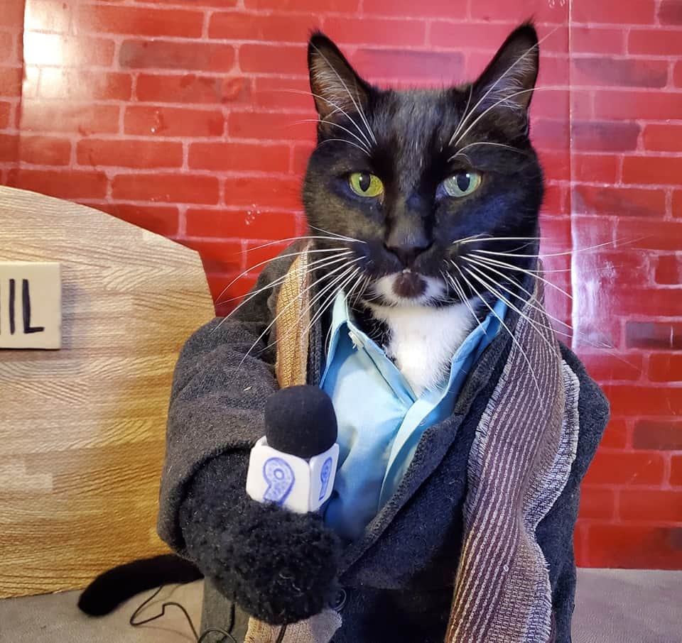 猫コスプレのインスタグラム