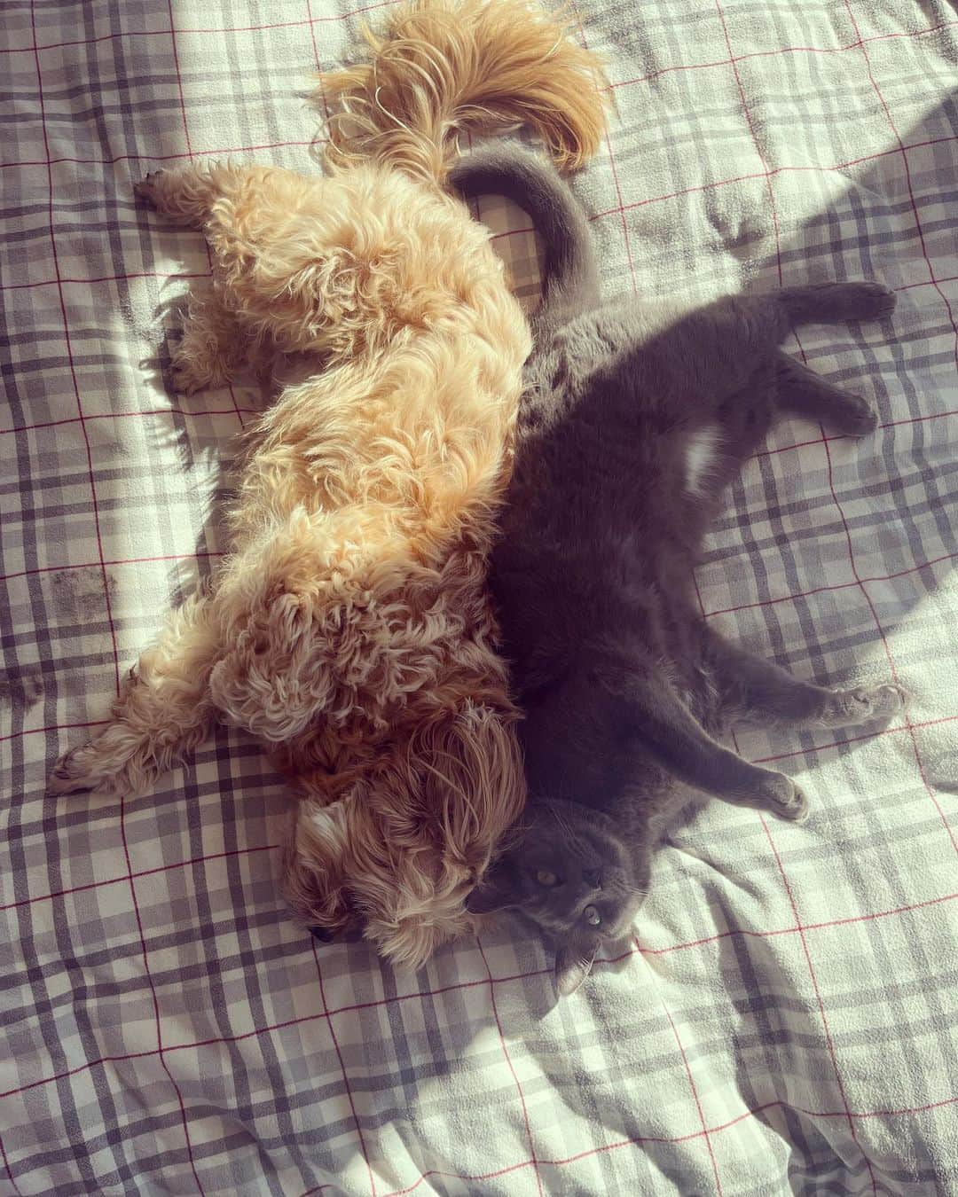 アリソン・ピルさんのインスタグラム写真 - (アリソン・ピルInstagram)「They’ve figured out a position where they can both get belly scritches at the same time. #wendellpurry #henrychirpa (image description: a fluffy blonde dog and a grey cat lie on the bed with their backs pressed together)」2月3日 1時59分 - msalisonpill