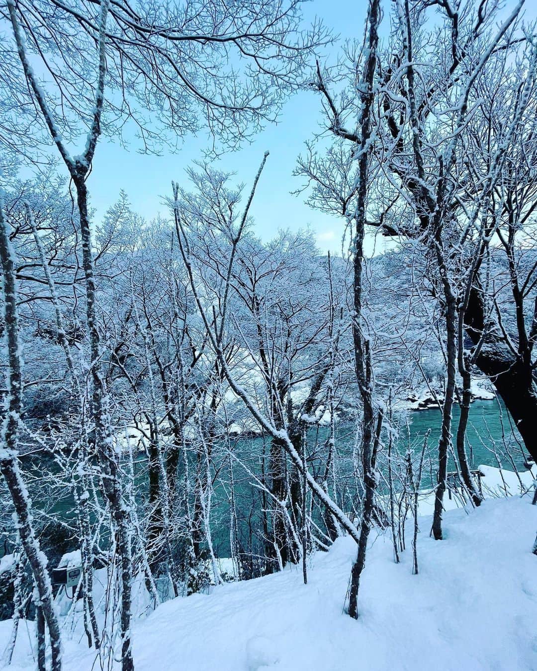 Hanamichi ＆ ℕㆁℜ〡ｋㆁ♡さんのインスタグラム写真 - (Hanamichi ＆ ℕㆁℜ〡ｋㆁ♡Instagram)「❄︎❄︎❄︎❄︎❄︎❄︎❄︎❄︎❄︎❄︎ 雪。 運転怖いし寒いしウンザリするけれど、 あの塗り込められる静けさや、キラッキラの朝や、風に舞うように降りてくる存在感や、 毎年見ててもハッとするほど美しい。 若い頃よく、もしもこの土地をいつか離れて雪のない冬を迎える日が来るとしたら、途方もなくあの冷んやりが懐かしくなるだろうなとか妄想してた。まあもう一生のお付き合いになったけど笑 とにかくこの子は赤んぼうの頃から雪が大好きで。だから私も好きになれたのかな？☺︎ 雪。 ❄︎❄︎❄︎❄︎❄︎❄︎❄︎❄︎❄︎❄︎  #snow #winter  #柴犬 #しばいぬ #子犬 #わんこ #dog #shiba #puppy #love  #dogsofinstagram  #shibainu  #shibastagram  ・」2月3日 8時01分 - nyoriri