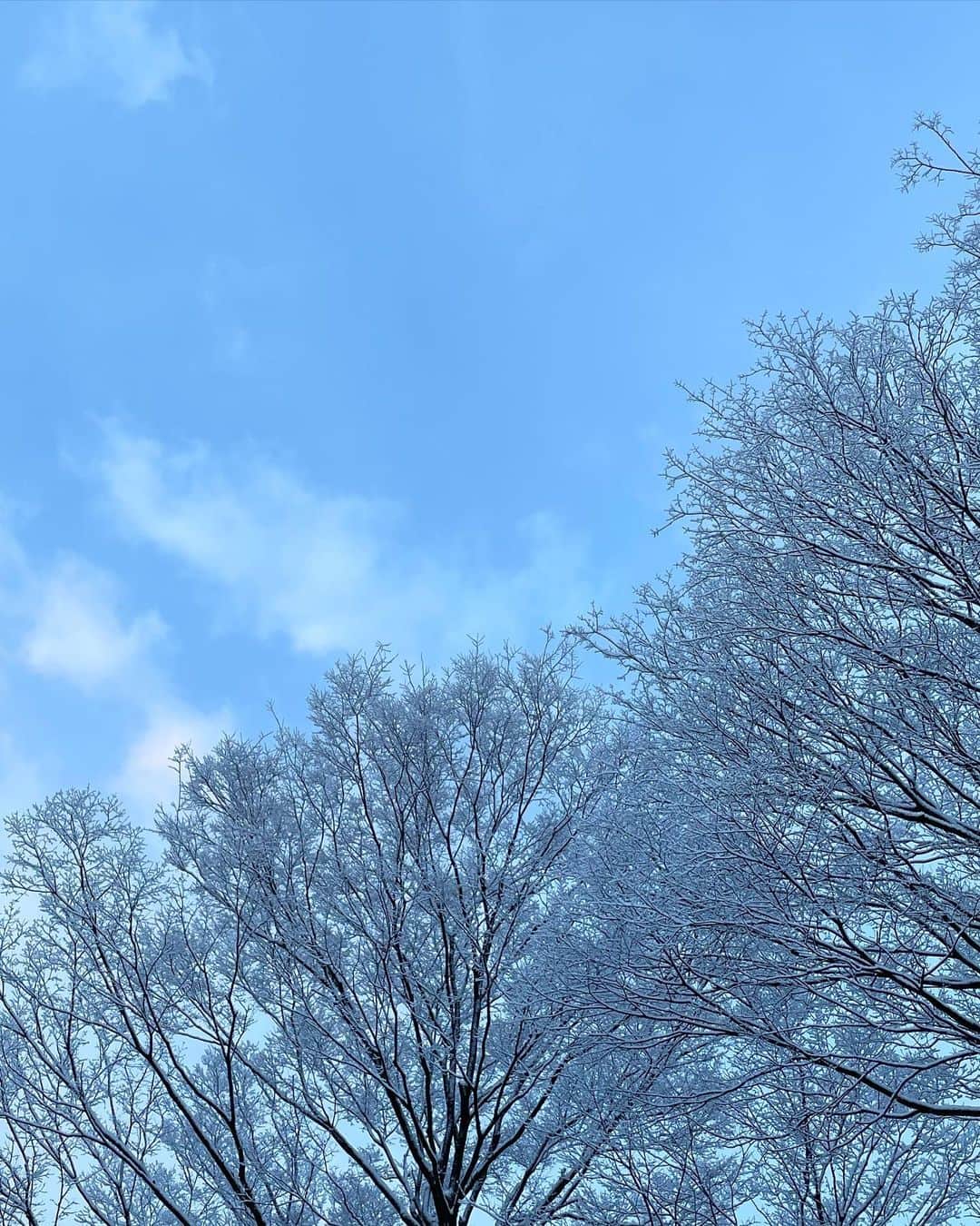 Hanamichi ＆ ℕㆁℜ〡ｋㆁ♡さんのインスタグラム写真 - (Hanamichi ＆ ℕㆁℜ〡ｋㆁ♡Instagram)「❄︎❄︎❄︎❄︎❄︎❄︎❄︎❄︎❄︎❄︎ 雪。 運転怖いし寒いしウンザリするけれど、 あの塗り込められる静けさや、キラッキラの朝や、風に舞うように降りてくる存在感や、 毎年見ててもハッとするほど美しい。 若い頃よく、もしもこの土地をいつか離れて雪のない冬を迎える日が来るとしたら、途方もなくあの冷んやりが懐かしくなるだろうなとか妄想してた。まあもう一生のお付き合いになったけど笑 とにかくこの子は赤んぼうの頃から雪が大好きで。だから私も好きになれたのかな？☺︎ 雪。 ❄︎❄︎❄︎❄︎❄︎❄︎❄︎❄︎❄︎❄︎  #snow #winter  #柴犬 #しばいぬ #子犬 #わんこ #dog #shiba #puppy #love  #dogsofinstagram  #shibainu  #shibastagram  ・」2月3日 8時01分 - nyoriri