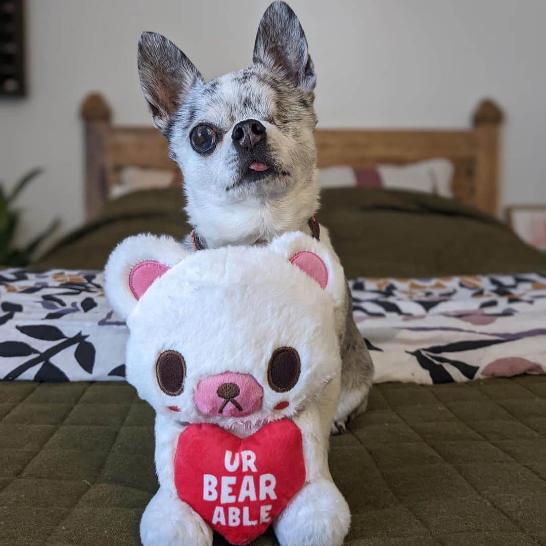 BarkBoxさんのインスタグラム写真 - (BarkBoxInstagram)「friendly reminder that Valentine's Day is 12 days away 💓💓  forgot to prepare a grand romantic gesture? It's not too late!! Whether you're searching for your perfect manatee or just stocking up on candies and candles, our latest collection, BoopRite furmacy's got you covered! Take a peek at all our thoughtful tokens of affection and double the love via the link in bio 💖 💖」2月3日 9時36分 - barkbox