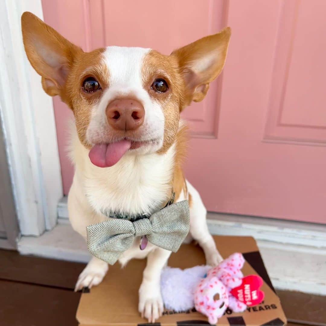 BarkBoxさんのインスタグラム写真 - (BarkBoxInstagram)「friendly reminder that Valentine's Day is 12 days away 💓💓  forgot to prepare a grand romantic gesture? It's not too late!! Whether you're searching for your perfect manatee or just stocking up on candies and candles, our latest collection, BoopRite furmacy's got you covered! Take a peek at all our thoughtful tokens of affection and double the love via the link in bio 💖 💖」2月3日 9時36分 - barkbox