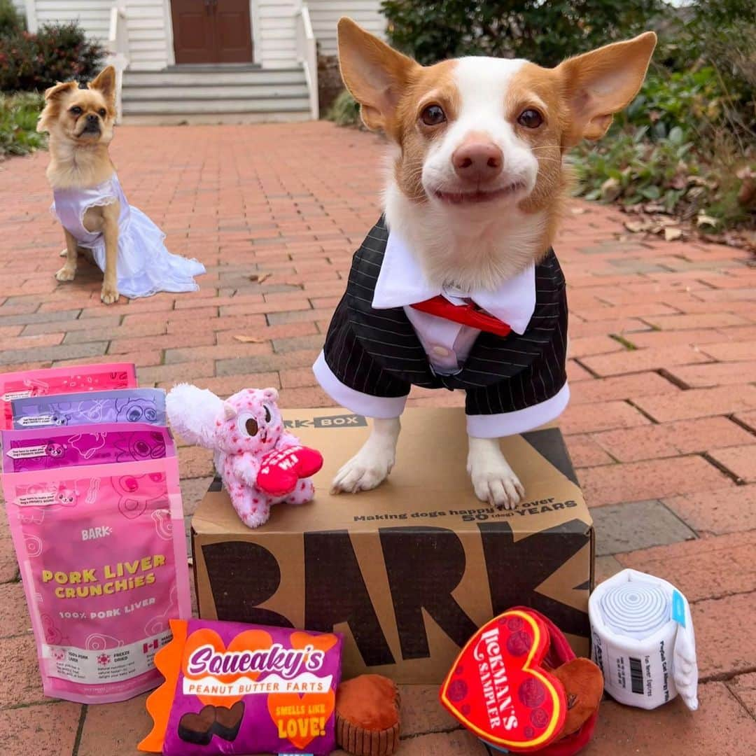 BarkBoxさんのインスタグラム写真 - (BarkBoxInstagram)「friendly reminder that Valentine's Day is 12 days away 💓💓  forgot to prepare a grand romantic gesture? It's not too late!! Whether you're searching for your perfect manatee or just stocking up on candies and candles, our latest collection, BoopRite furmacy's got you covered! Take a peek at all our thoughtful tokens of affection and double the love via the link in bio 💖 💖」2月3日 9時36分 - barkbox