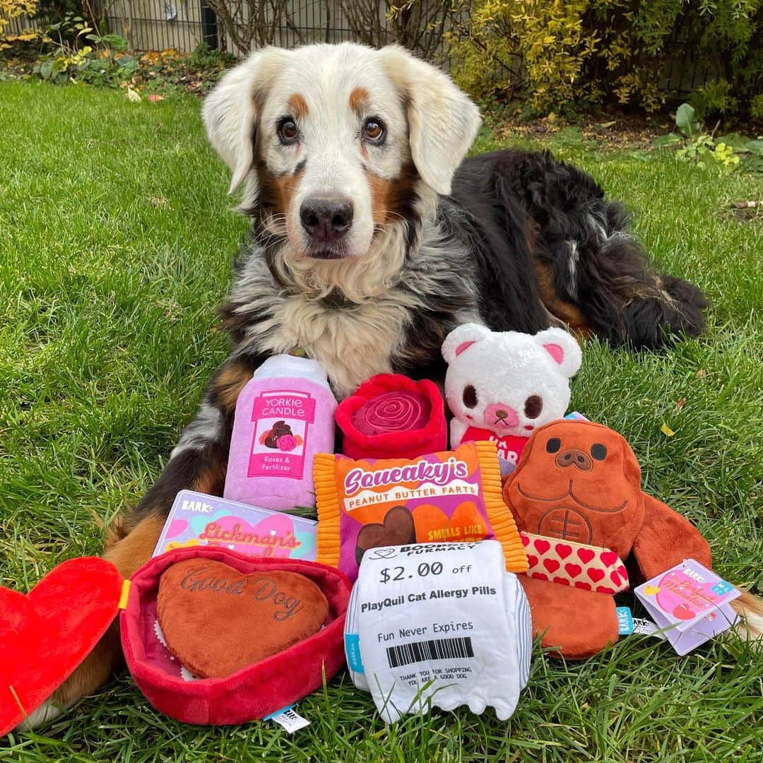 BarkBoxさんのインスタグラム写真 - (BarkBoxInstagram)「friendly reminder that Valentine's Day is 12 days away 💓💓  forgot to prepare a grand romantic gesture? It's not too late!! Whether you're searching for your perfect manatee or just stocking up on candies and candles, our latest collection, BoopRite furmacy's got you covered! Take a peek at all our thoughtful tokens of affection and double the love via the link in bio 💖 💖」2月3日 9時36分 - barkbox