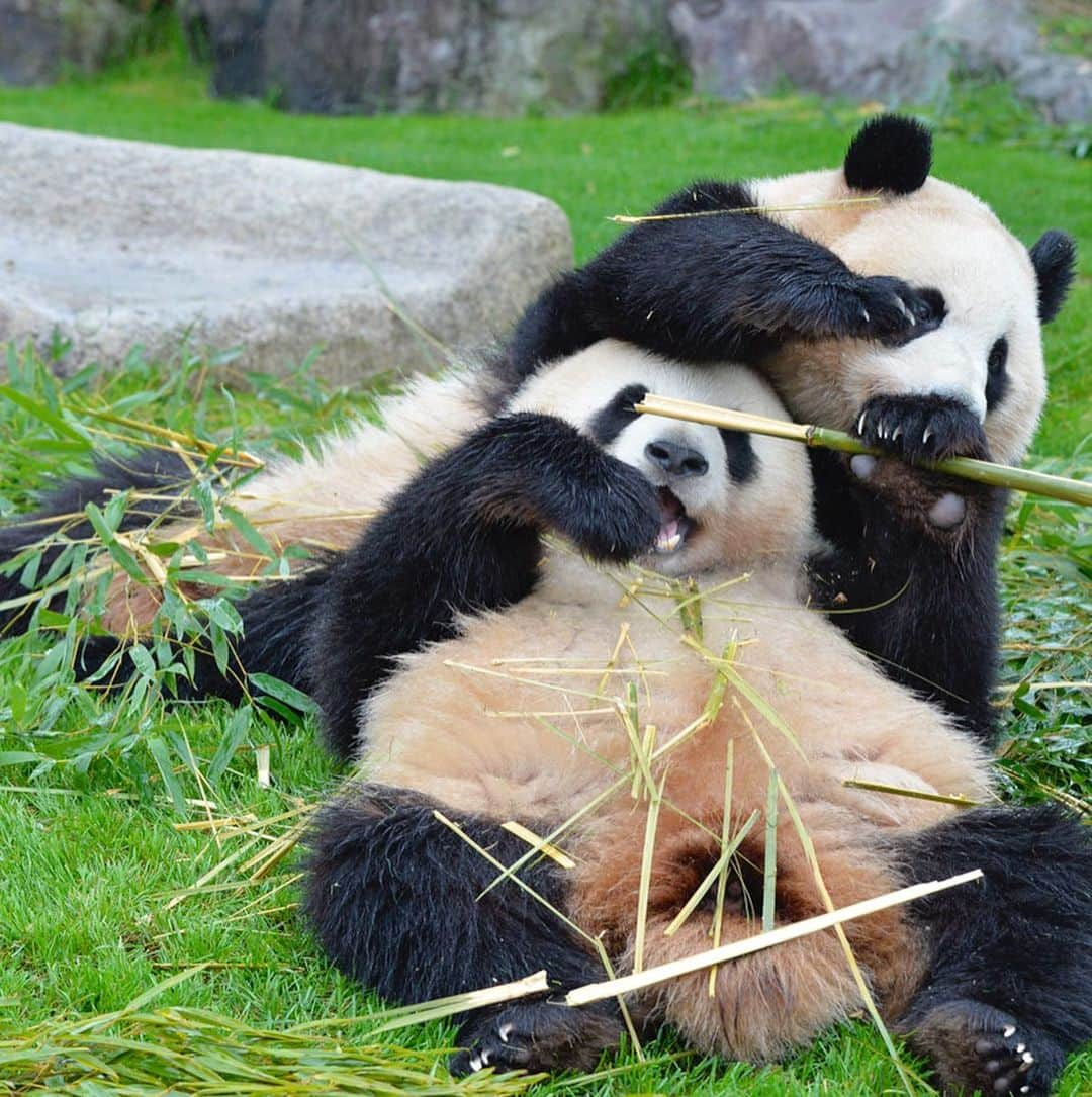 パンダ（白浜）のインスタグラム：「Thanks, Love, Origin of HELLO PANDA #桜浜 #桃浜　🌸🍑 #cutepanda #giantpanda #ジャイアントパンダ　#赤ちゃん #baby #funny #panda #パンダ #pandababy #pandas #cute #animal #animals #zoo #baby #love #adventureworld #アドベンチャーワールド ⭐︎ #pandamentalcosplay」