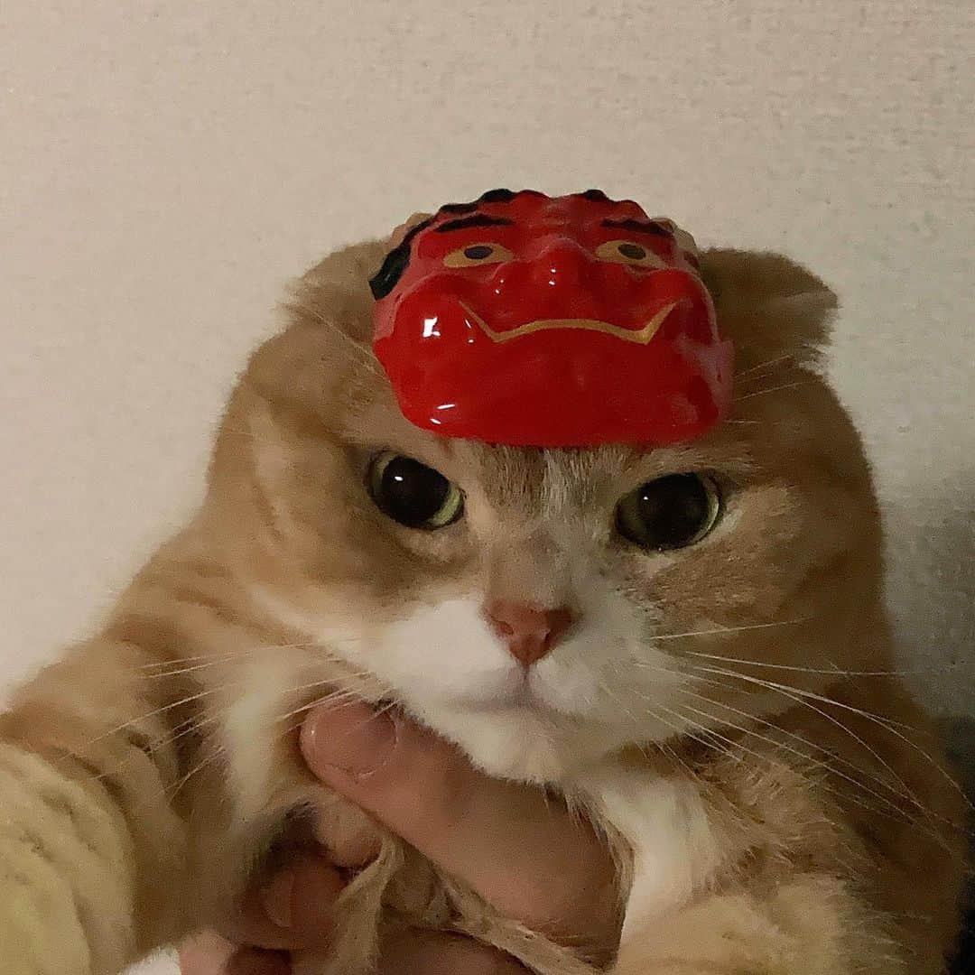 かんちゃんのインスタグラム：「今年も鬼役ですにゃ👹  #スコティッシュフォールド #猫  #cat  #cats #ねこ #ネコ #札幌 #sapporo#節分#鬼役#鬼」