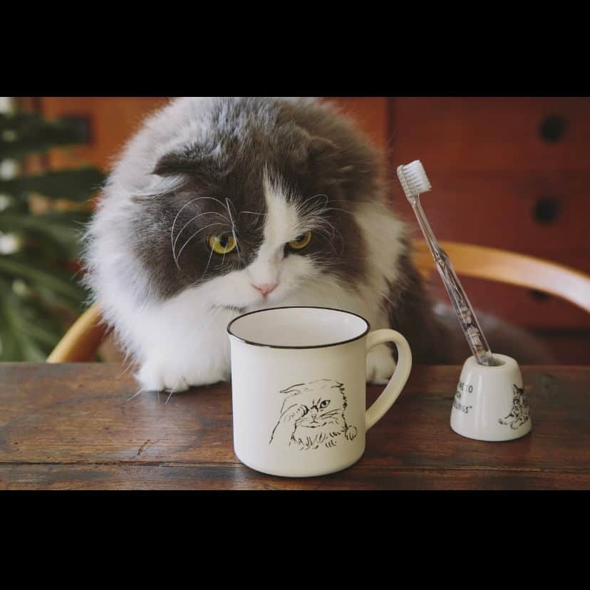 のインスタグラム：「. 【Cat's NapTime 第８弾のアイテムをご紹介】  ネコたちの一日のルーティンを表現したアートのアイテムが2/15より発売！ お部屋のアクセントになるクッションや、オフィスでも使えるステーショナリーが登場します。  ネコのチャームの引手がポイントのペンケースや、ブラッシングしたネコのアートが可愛らしいクッションは、文字部分が刺繍になっているところもポイントです！  詳しくはプロフィールのリンクからどうぞ ➡@catsnaptime  ※店舗によって、臨時休業、一部営業時間変更の場合がございます。 各店舗の休業・営業再開・営業時間の変更につきましては、各商業施設のホームページ等でご確認ください。お客様には大変ご不便をおかけし申し訳ございませんが、何卒よろしくお願い致します。  #AfternoonTea #AfternoonTeaLIVING #アフタヌーンティー #アフタヌーンティーリビング #アフタヌーンティーのある暮らし #cats_naptime8 #catsnaptime #cats_naptime #catsissue #ネコ #ねこ #ネコの日 #ねこの日 #ルーティン #ネコのいる暮らし」