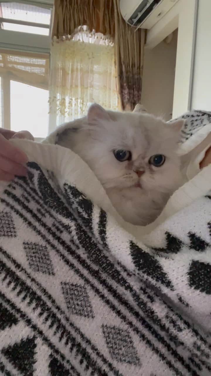 12 Chinchilla Persianのインスタグラム：「Our cold Yuri chan 😄」