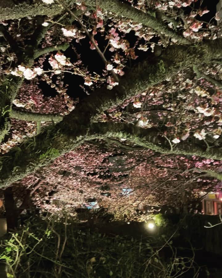 津久井智子のインスタグラム：「熱海桜がけっこう満開🌸 梅園も始まってきたよ。 熱海はもう春です😽」