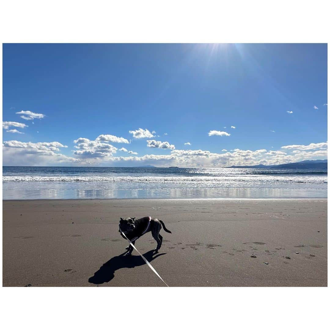 のインスタグラム：「極寒だったけど、海がキラキラして、ウユニ塩湖みたいな景色が綺麗だった海でぽー散歩。 今回の東京出張は充実しまくりな毎日でした。 5年ぶりに開催したHERFEE MARKETも大盛況で。 全身HERFEEを着てOPEN前から並んでくれてたお客様と沢山お話しできたり、holiday時代からのお客様も何人かいらして、これ伊勢丹で並んで買ったんですーといって商品持参されてた方もいて。 あー、やっぱり直接お客様とお会いできる機会って良いなと改めて思いました。 MARKET中の写真がほぼなくてw それくらい常に誰かと話して、笑ってあっという間の6時間でした。 参加してくれた @haruko227  @toru_shibayama  @trippingirls_bell  @rescue_dog_cat  @kumi511976  みんなのお陰で私もめちゃくちゃ楽しかった♡ また一緒に楽しいことしましょ❣️」