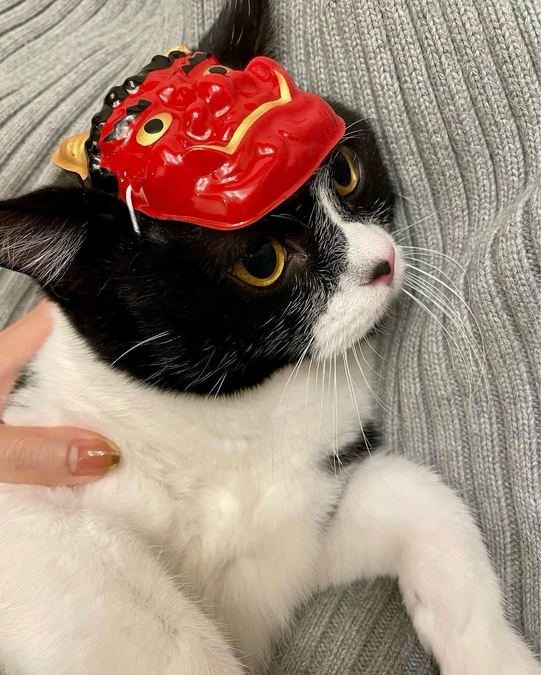 藤井ゆきよのインスタグラム：「恒例のやつ  #節分 #鬼は外 #猫はうち #くまおお面デビュー #キャストオフはんや #シャッターチャンスは3秒 #はっちゃんはかぶってもくれない」