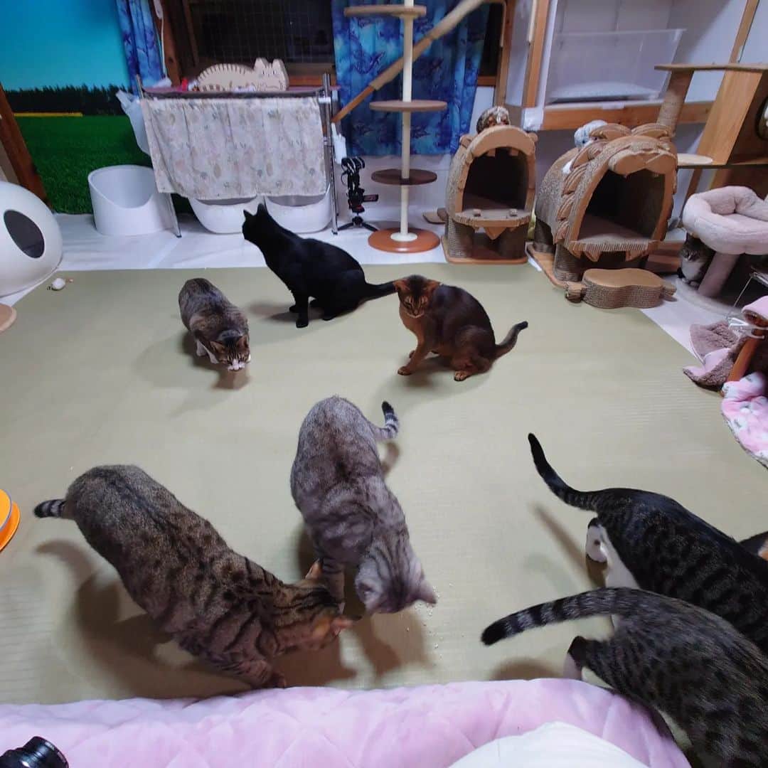 Miaouのインスタグラム：「節分の豆まき。 豆のかわりにフリーズドライの胸肉を130グラム るか、めるが走り回って食べて、みけはカメラ近くの入れ物の上に置いたのを食べた。 アリスはほぼ食べなかった。  #猫部屋 #みゃう#miaou #みゃうの猫日記 #猫 #みゃうの保護猫」